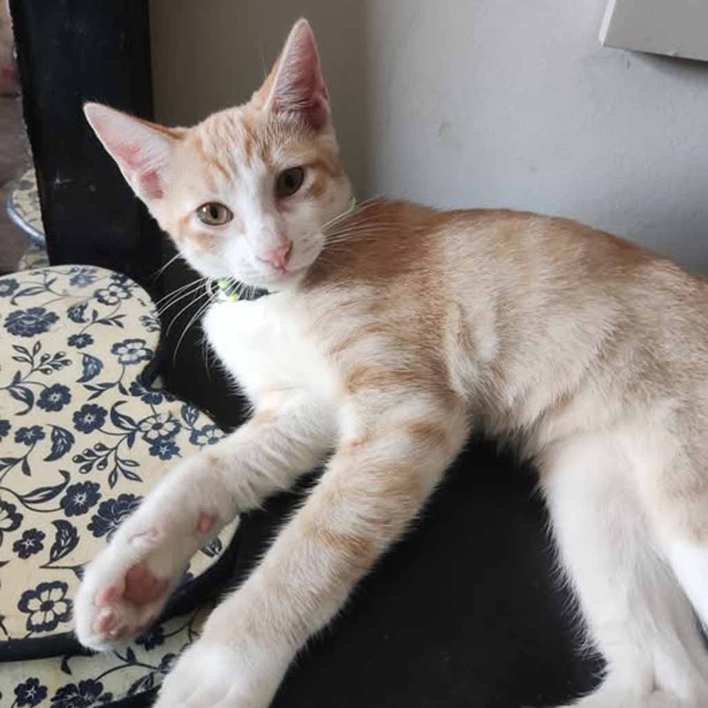 Gatinho para adoção