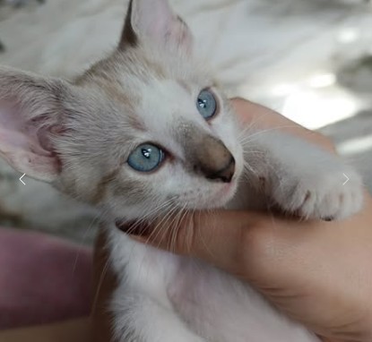 Gatos pra doação