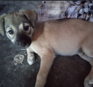 Cãozinho