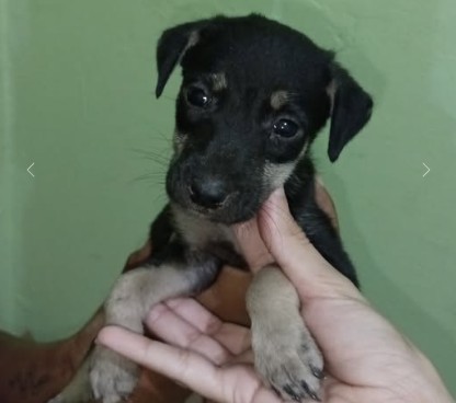 Cachorrinha