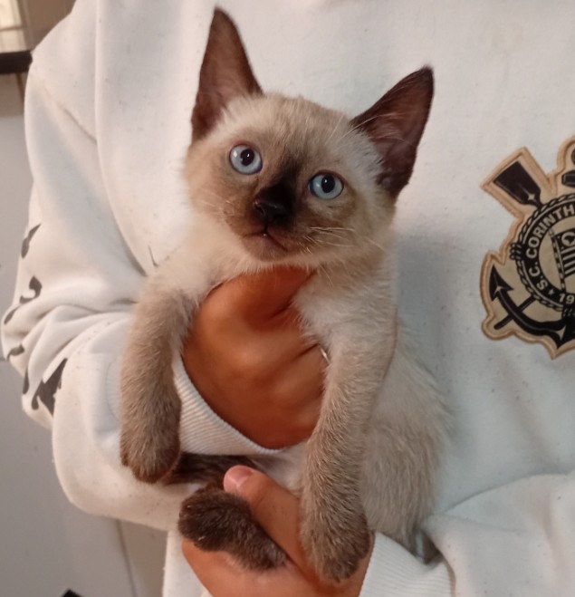 Gatinha