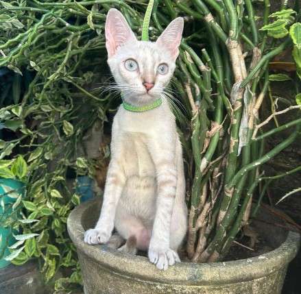 Gata
