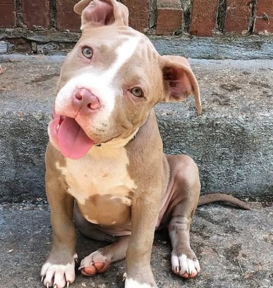  Lindo filhote de pitbull