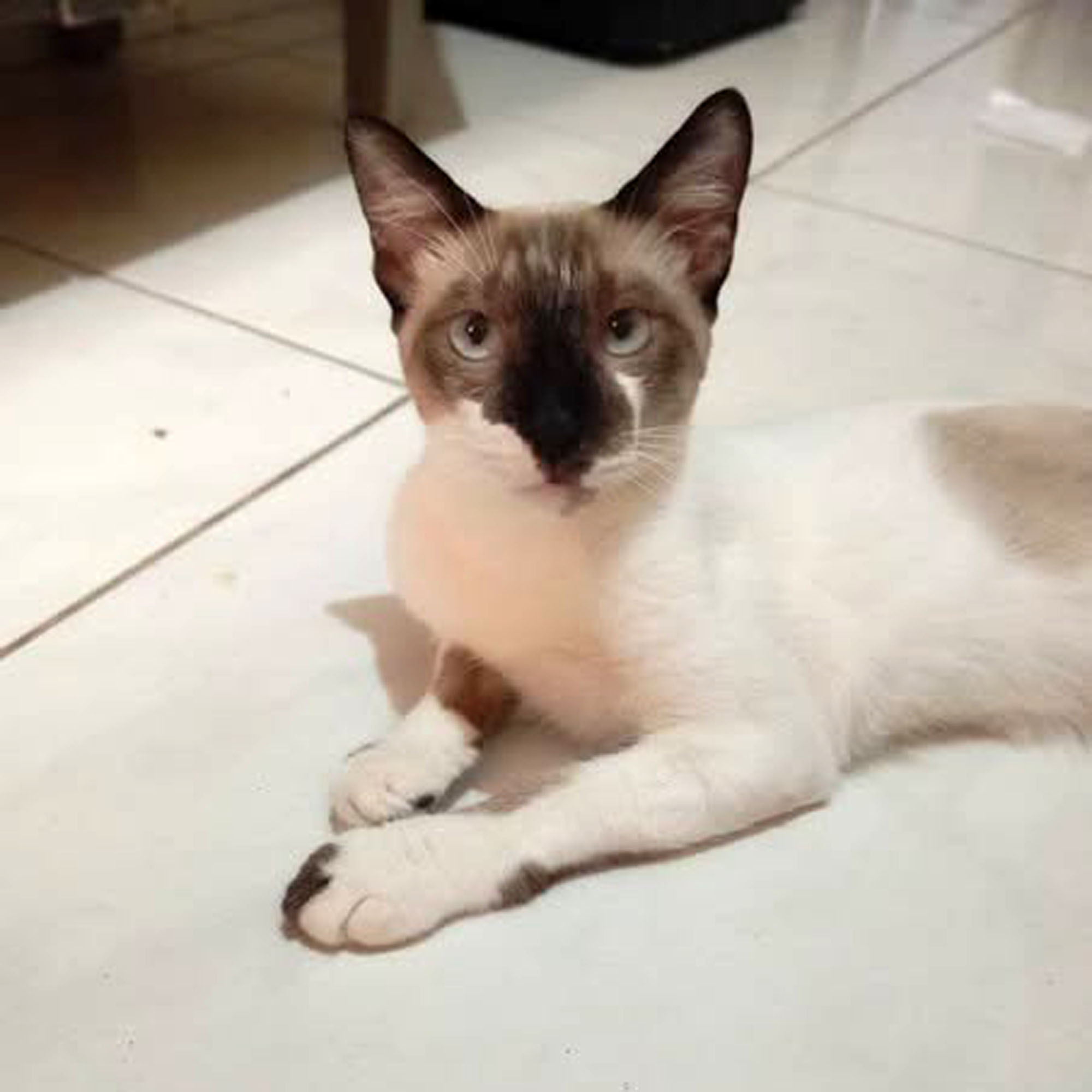 Gatinho macho