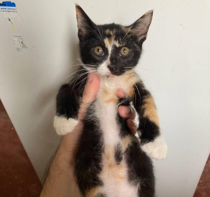 Gatinho órfão
